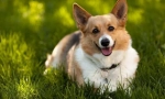 Уелски corgi pembro
